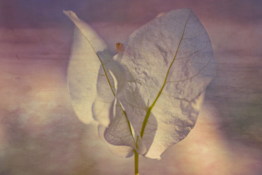 Bougainvillea Angel - After processing with textures overlays in Photoshop