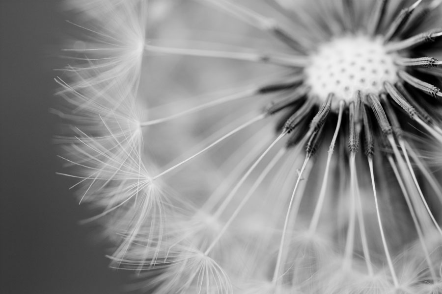 Dandelion - After processing in Lightroom to b&w high contrast