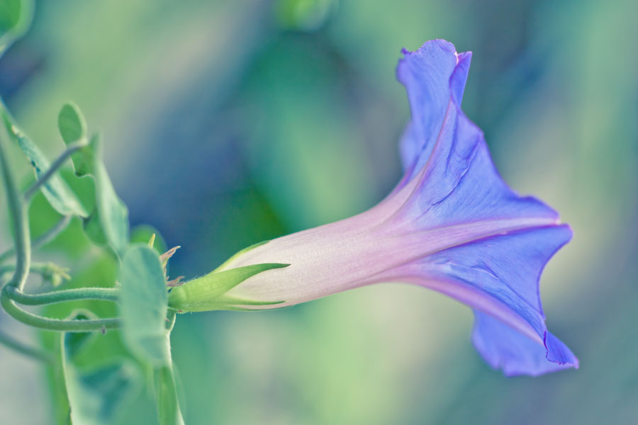 Morning Glory - Before processing with textures overlays in Photoshop