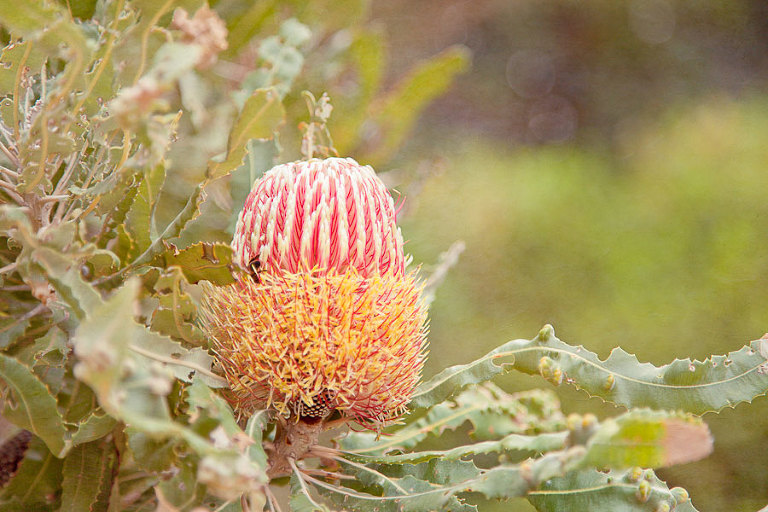 Native Australian wildflower - Banksia with honey bee