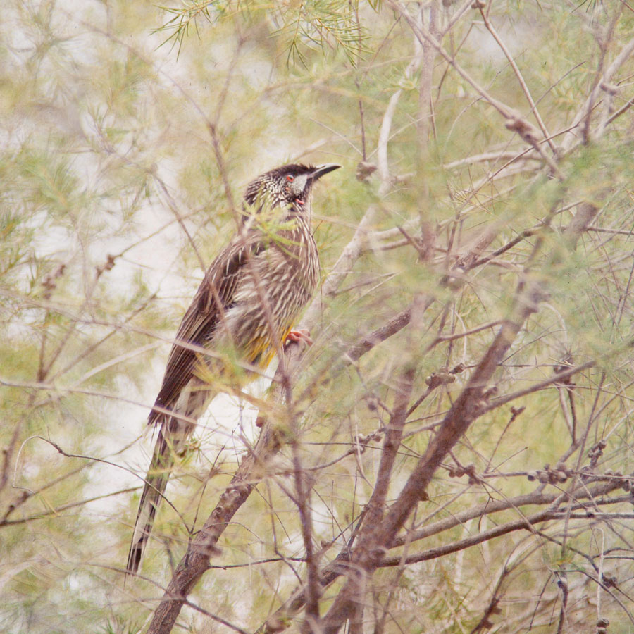 Wattle Bird; native Australian fauna