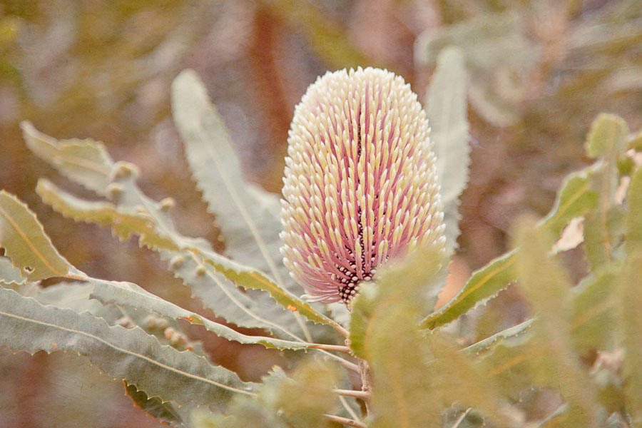 Banksia Flower; native Australian wildflower