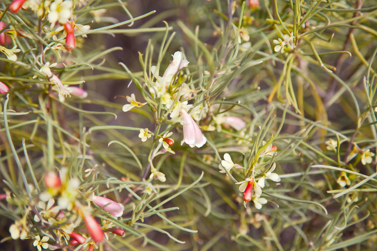 Native Australian wildflower; waxy, pink; Eremophila (Emu Bush)