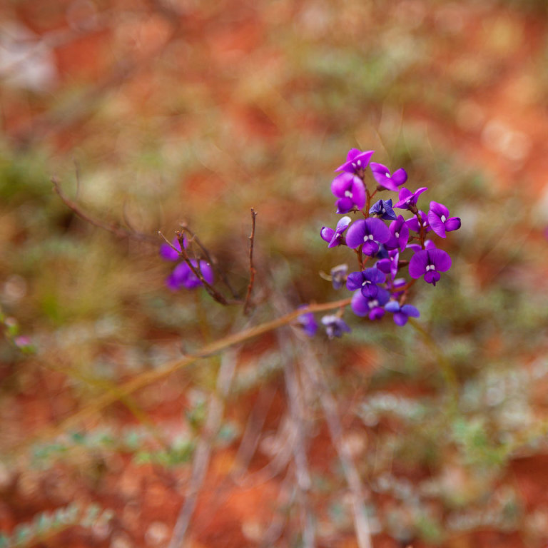 Native Pea Native Australian wildflower