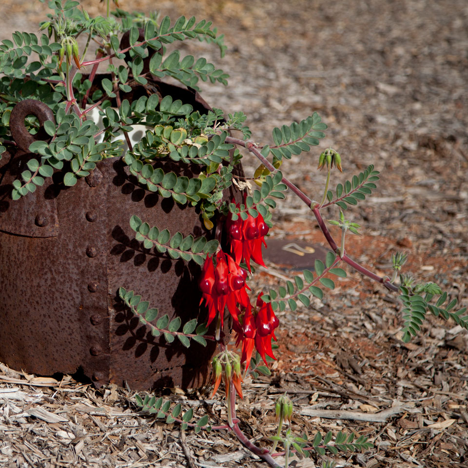 Sturt Desert Pea; Native Australian wildflower; red shiny in rusted pot
