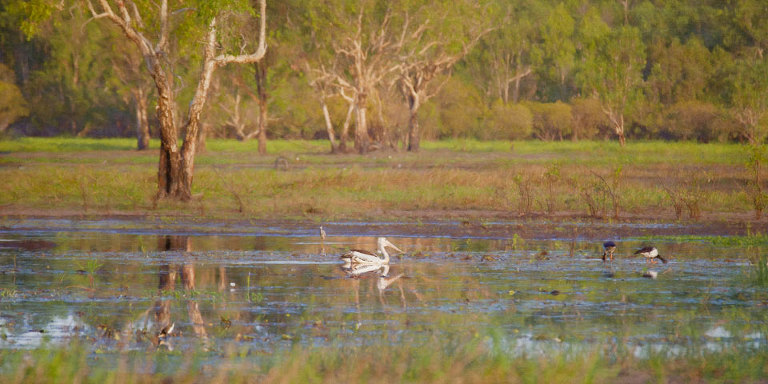 Australian Pelican on Yellow Water Billabong with paperbark trees in the background