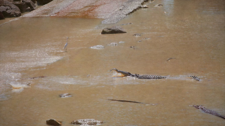 Crocodiles & Egret Fishing at Cahill's Crossing