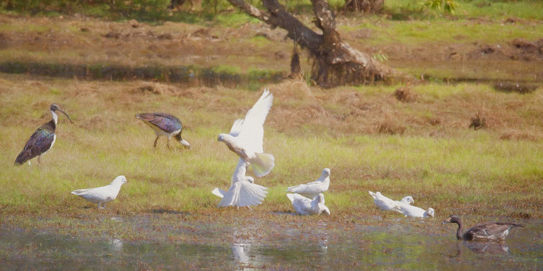 Little Corellas, Straw Necked Ibis, Magpie Goose on Anbangbang Billabong