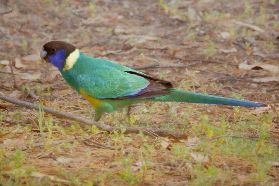 Ringneck Parrot (Barnardius zonarius)