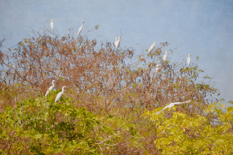 Flock of Egrets