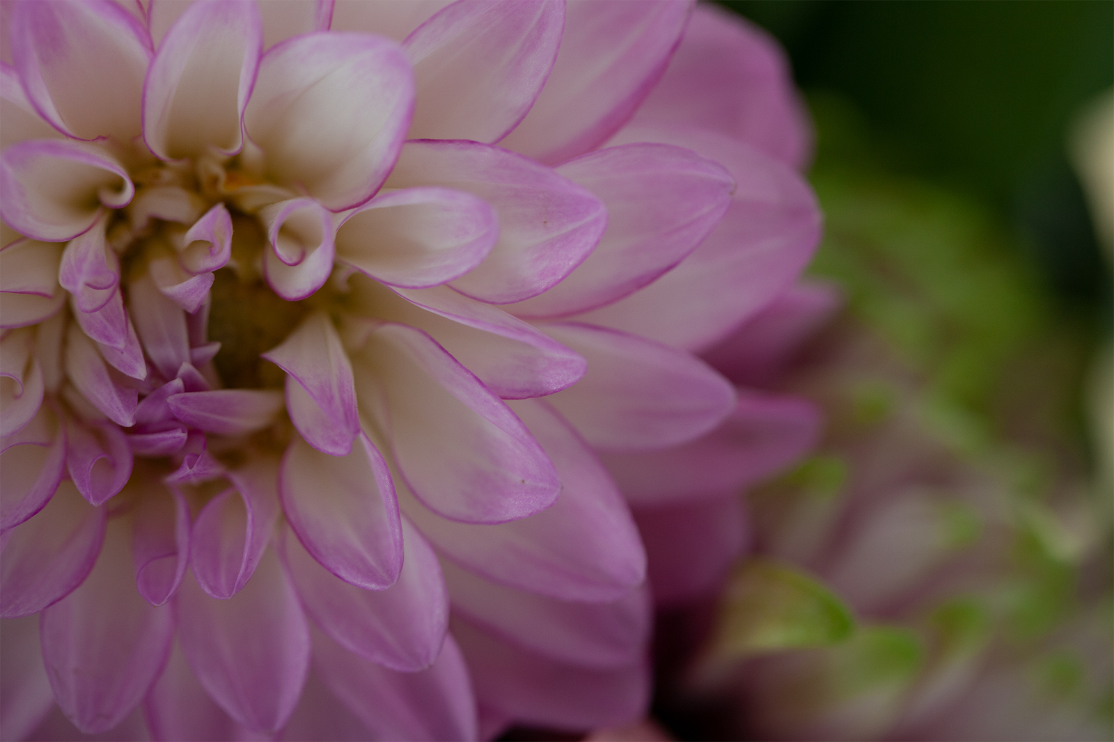 Image of a pink chrysanthemum before processing with textures